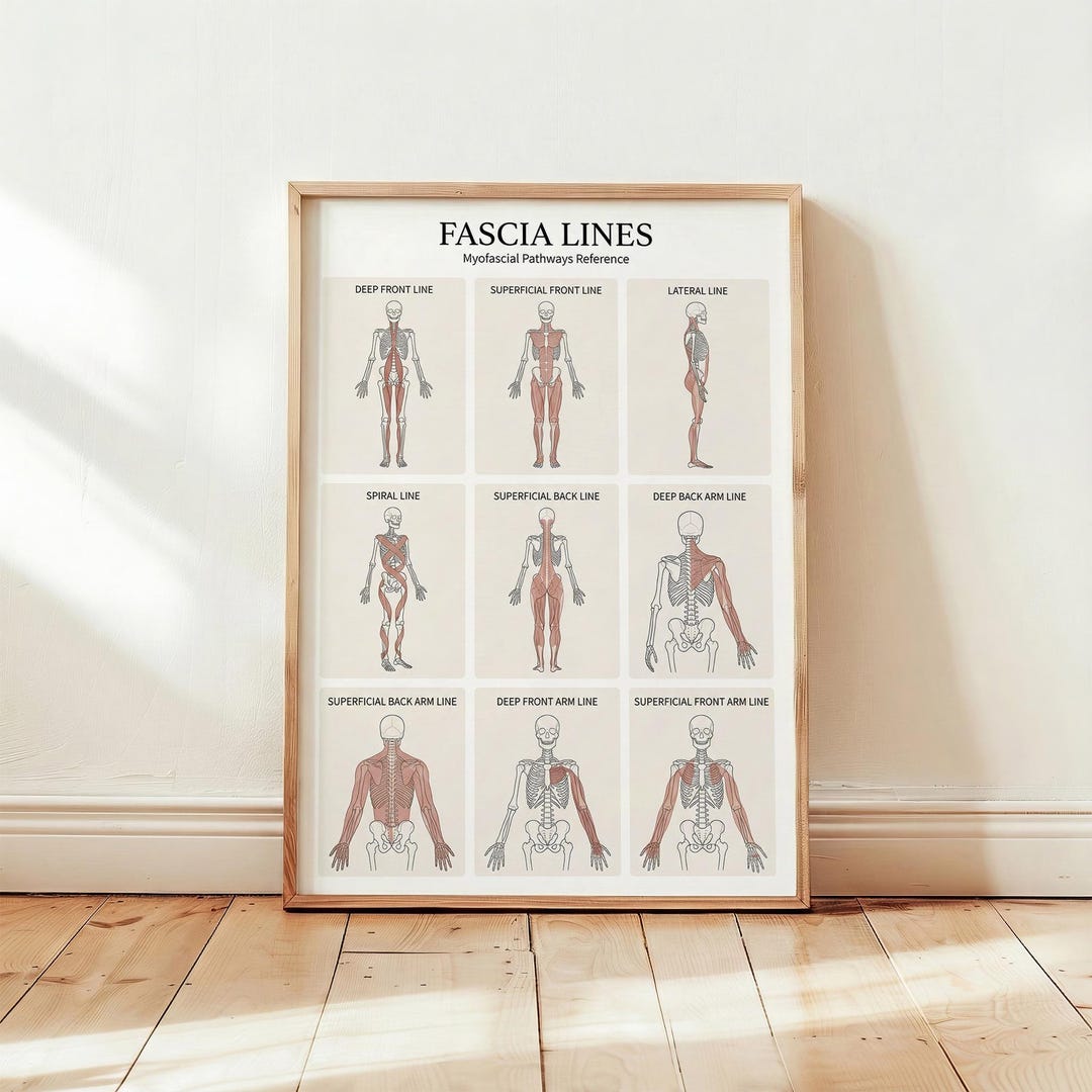 Line Rascetta Anatomy Fascia Lines Anatomy Poster Printable, Myofascial Lines Chart ...
