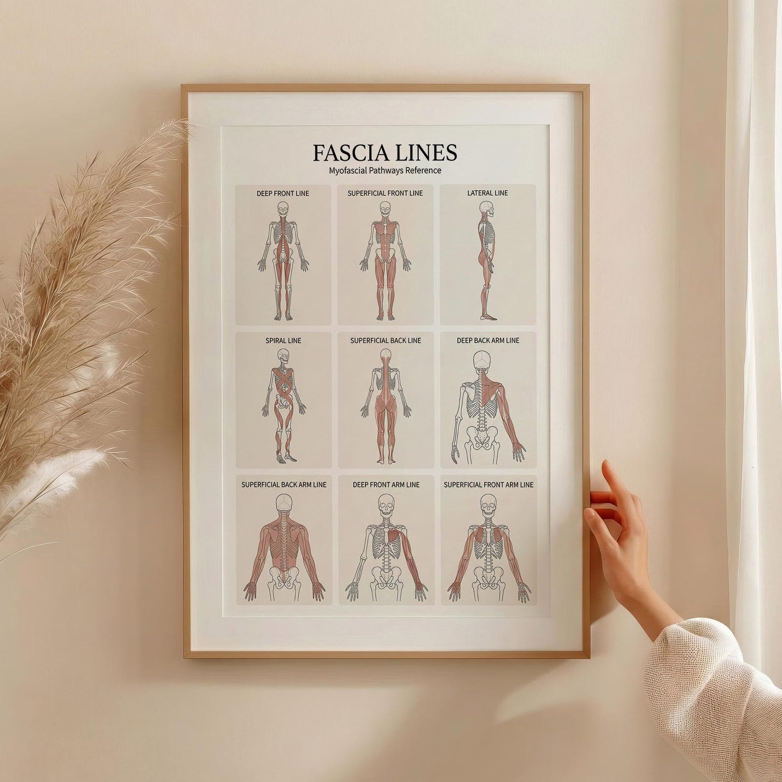 Line Rascetta Anatomy Fascia Lines Anatomy Poster Printable, Myofascial Lines Chart ...