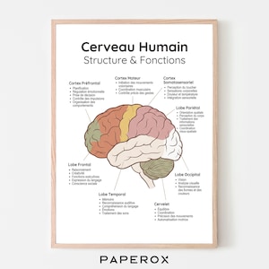 May include: A framed educational poster titled "Cerveau Humain Structure & Fonctions" (Human Brain Structure & Functions). The poster features a detailed illustration of a brain, color-coded to highlight different areas and their functions. Text in French labels the brain's parts.