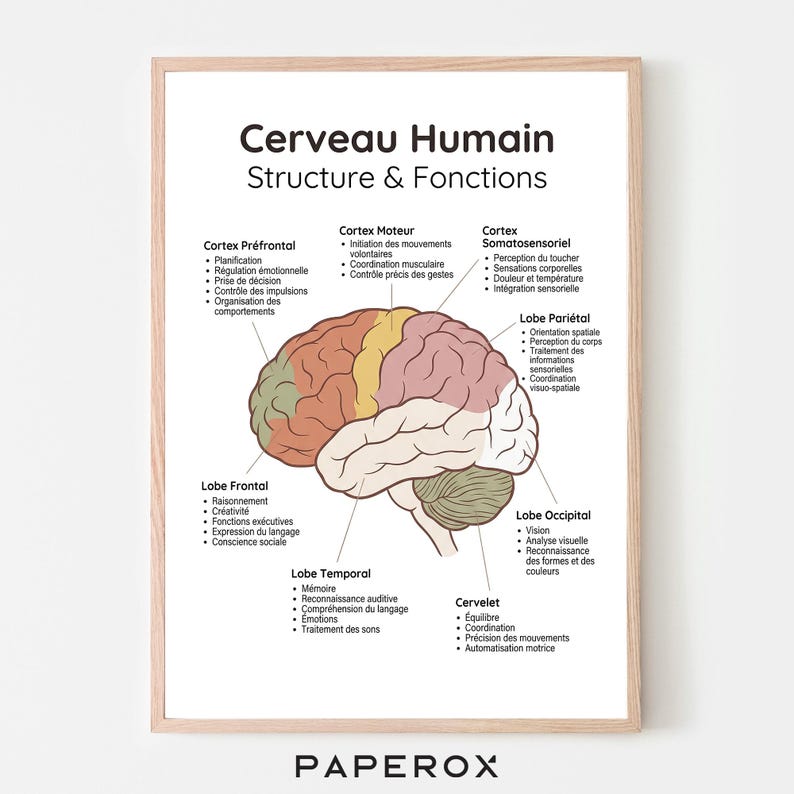 Brain Anatomy Poster in French, Human Brain Structure & Functions ...