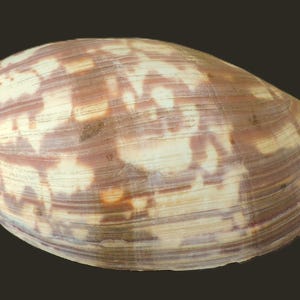 May include: A large, textured seashell with a brown and cream pattern. The shell has a rounded shape with a slightly pointed end and a dark background. The shell's surface has a natural, organic appearance.