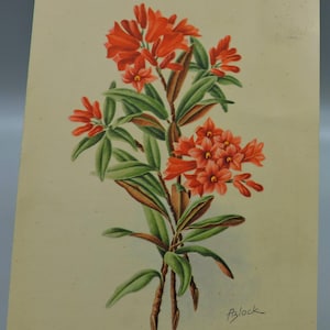 Set di 8 cartoline vintage con fiori – usate – anni '40, '50 e '60