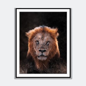Majestic Lion Portrait | African Wildlife Wall Art | Safari Animal Photography Print | Fine Art Nature Poster from South Africa