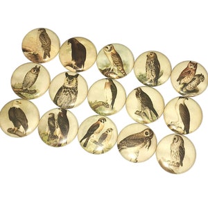 May include: A set of 15 round buttons featuring different species of birds, including owls, hawks, and eagles. The buttons are cream-colored with brown and black images of the birds.