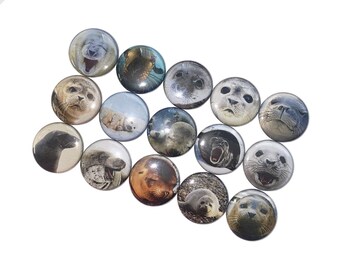 Seal Magnet, 1", 1.25", 1.5", 2.25", Button Magnet, Seals, Seal Theme, Seal Decor, Party, Seal Birthday, Ocean Life, Marine Mammal, AQ004