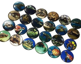 Turtle Magnet, 1", 1.25", 1.5", 2.25", Button Magnet, Turtle, Water Turtle, Sea Turtle, Marine Turtle, Reptile, Tortoise, Land Turtle, AQ005