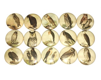 Owl Magnet, 1", 1.25", Button Magnet, Owl, Bird, Owl Theme, Owl Decor, Bird Decor, Party Favor, Bird Theme, Old Bird, Tan, Beige, BR010