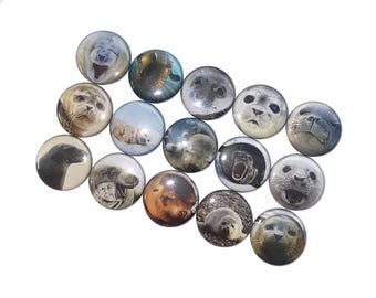 Seals, 1", 1.25", 1.5", 2.25", Button, Seal Theme, Seal Decor, Seal Birthday, Sea Life, Marine Mammal, Ocean, Flatback, Pinback, Pin, AQ004