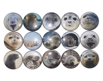 Seal Magnet, 1", 1.25", 1.5", 2.25", Button Magnet, Seals, Seal Theme, Seal Decor, Party, Seal Birthday, Ocean Life, Marine Mammal, AQ004