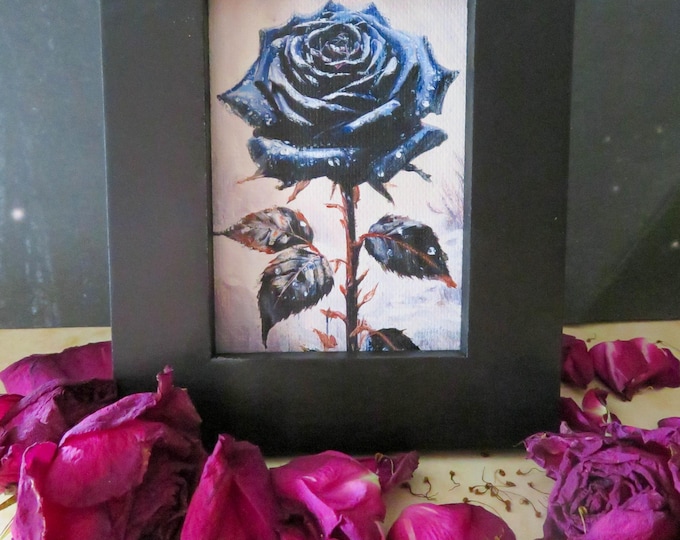 Black Rose In Winter