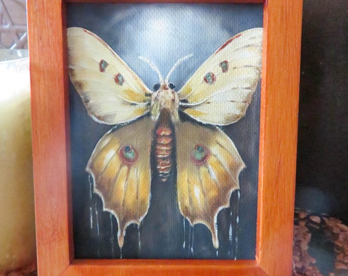 Golden Moth