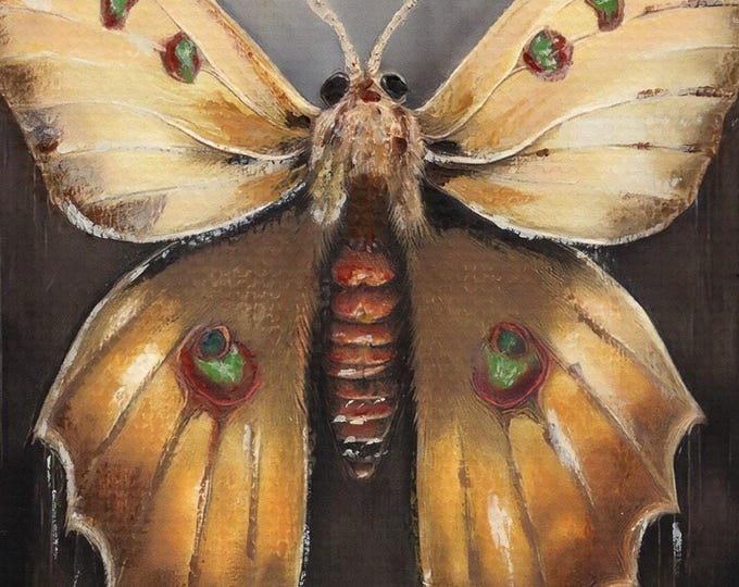 Golden Moth