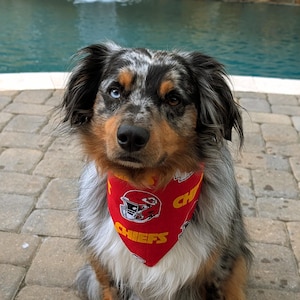 May include: A tri-color dog with one blue eye and one brown eye wearing a red Chiefs bandana. The dog is sitting on a brick patio with a pool and waterfall in the background.