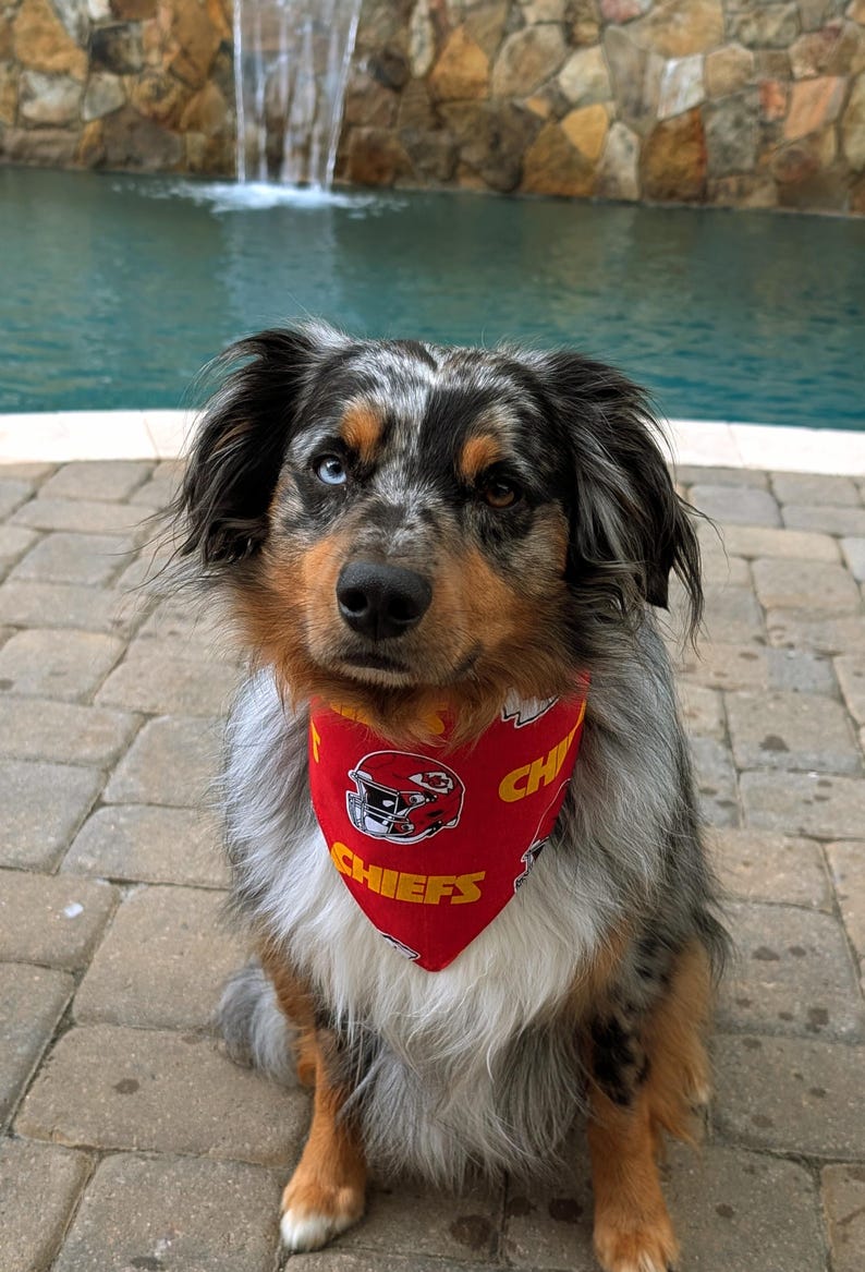 May include: A tri-color dog with one blue eye and one brown eye wearing a red Chiefs bandana. The dog is sitting on a brick patio with a pool and waterfall in the background.