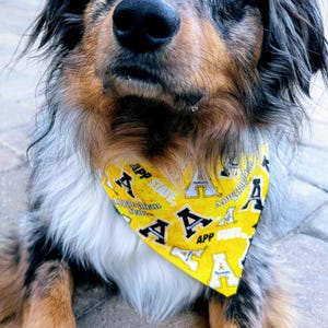 May include: A dog with a mix of black, brown, and white fur, and one blue and one brown eye, wearing a yellow bandana. The bandana has black and white text that says "APP STATE" and the letter "A". The dog is sitting on a stone surface.