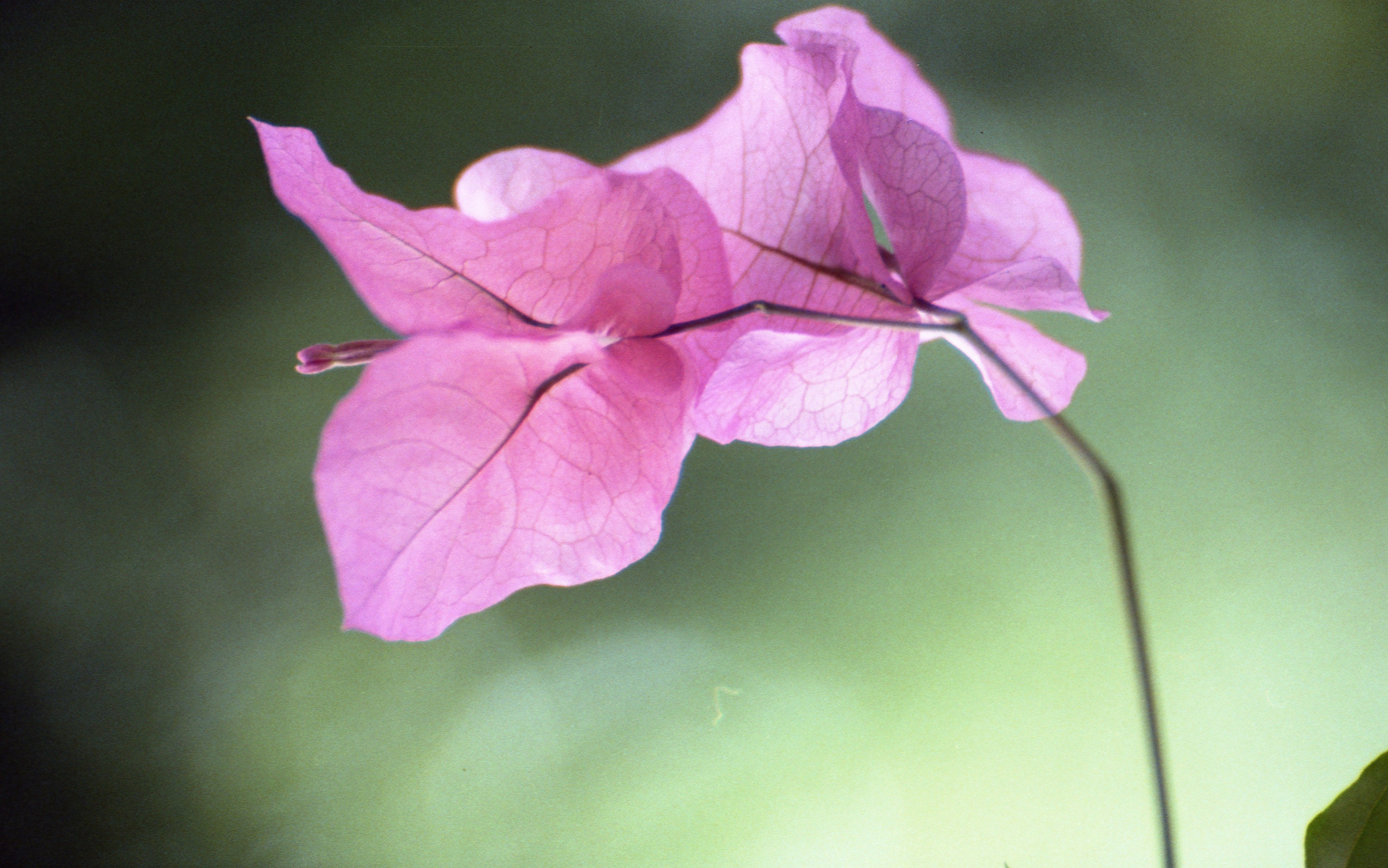 FLORAL Limited Edition Photography leaf in Pink Etsy