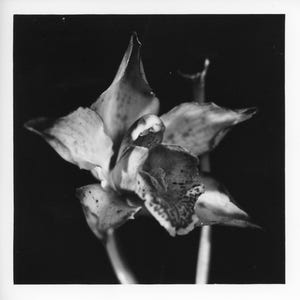 1091# - &quot;Sill Life: Orchid #1&quot;