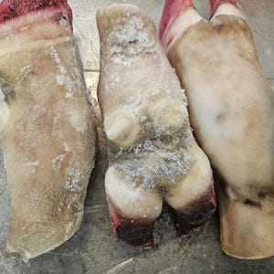 Fresh Burnt Cow Feet Feet/ Cow Leg( We offer 1 day delivery on this item)