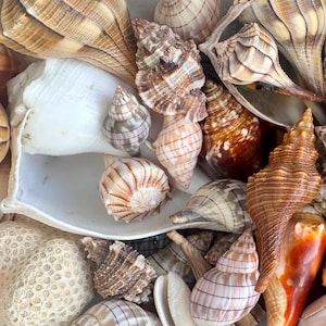 May include: A collection of seashells in various shapes, sizes, and colors, including white, brown, and beige. Some shells have intricate patterns and textures.