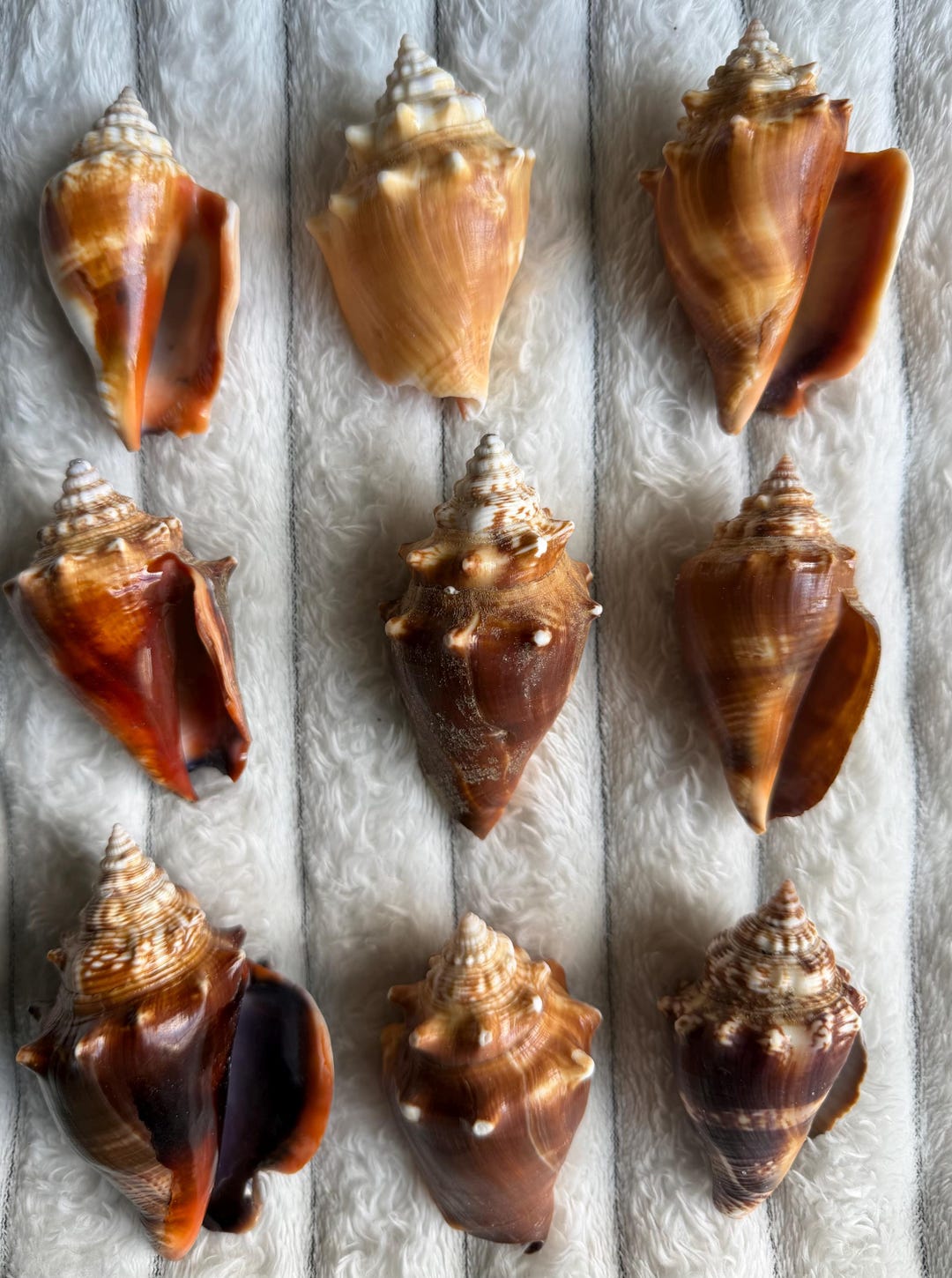 1 Piece - Florida Fighting Conch Shell - Etsy