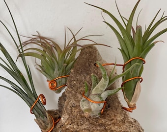 May include: Four air plants are displayed in a wire holder attached to a piece of driftwood. The air plants are green and have long, thin leaves. The wire holder is copper-colored and has a spiral design. The driftwood is brown and has a rough texture.