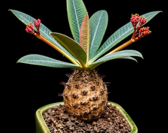 5 Euphorbia pachypodioides Seeds – Unique Caudiciform Succulent for Cactus & Exotic Plant Collections