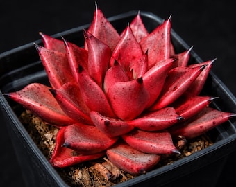 50 Echeveria agavoides Romeo Seeds – Rosette Succulent for Containers, Rock Gardens & Plant Collections