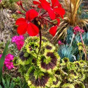 May include: A vibrant red geranium flower with five-petaled blooms and several unopened buds on a slender stem. The plant features distinctive rounded, ruffled leaves with a dark brown-purple center zone surrounded by a bright lime-green border.