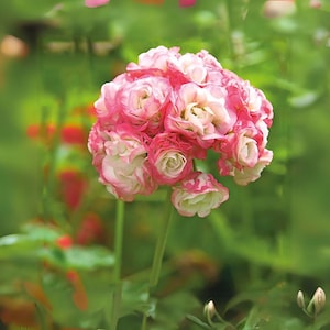 Geranio Apple Blossom Rosebud 20 semi Splendidi fiori rosa e bianchi Perenne resistente Facile da coltivare per giardini domestici
