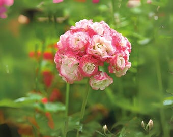Apple Blossom Rosebud Geranium Seeds: Pink & White Perennial Flowers