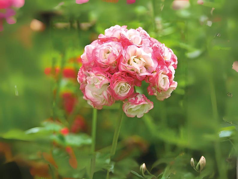 insidegrow Geranium Seeds