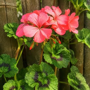 May include: A cluster of vibrant coral-pink geranium flowers with five petals each, accompanied by green, rounded leaves featuring dark purple circular markings at their centers, growing on thin stems with several unopened flower buds.