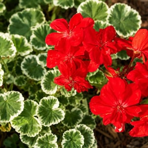 May include: A vibrant geranium plant featuring clusters of bright red flowers with five petals each. The plant has rounded, scalloped leaves that are deep green in the center with distinct, wide, creamy white margins along the edges.