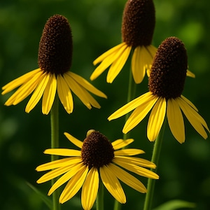 May include: Four yellow coneflowers with brown centers and green stems against a blurred green background. The petals are a bright yellow, and the centers are a dark brown. The flowers are in full bloom.