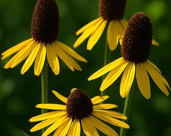 200 Giant Coneflower Seeds: Rudbeckia Maxima, Tall Yellow Blooms