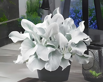 Angel Wings Plant Seeds: Rare White Flower, Easy to Grow (100 Seeds)