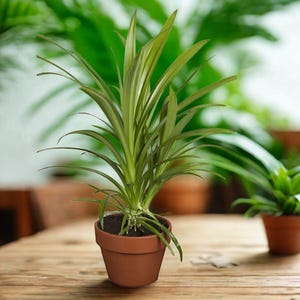 Op de afbeelding: Een potplant met lange, slanke groene bladeren in een terracotta pot staat op een houten tafel. Een andere kleinere potplant is zichtbaar op de achtergrond. De achtergrond is wazig, met groen gebladerte.