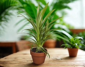 Herbe de pandan 15 graines Graines d'herbes tropicales parfumées Plante d'intérieur aromatique pour jardin