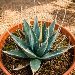 Agave Utahensis Eborispina - Etsy