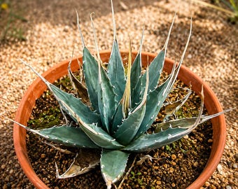 15 Agave utahensis eborispina Seeds – Distinctive Hardy Agave for Xeriscape Gardens & Succulent Collections