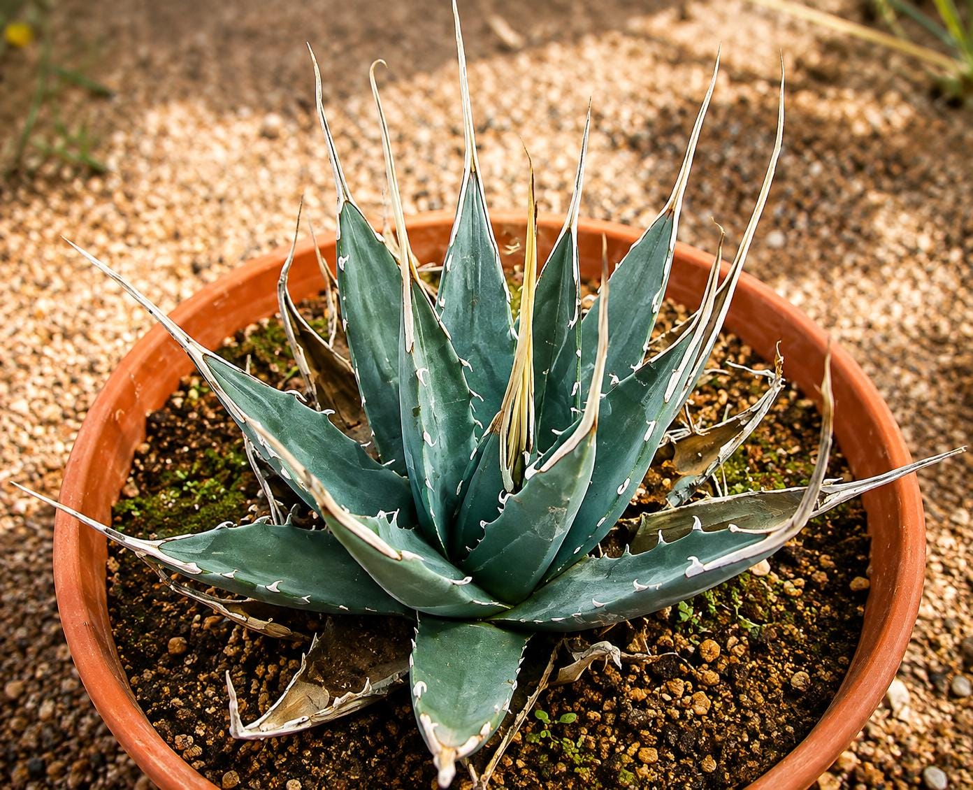 Agave Utahensis Eborispina - Etsy