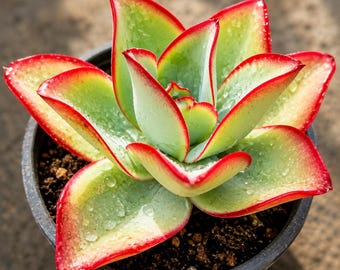 50 Echeveria Fire and Ice Seeds – Echeveria subrigida Succulent for Containers, Rock Gardens & Collections