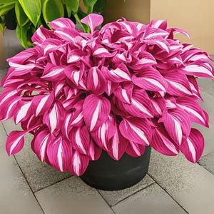 Könnte beinhalten: Eine rosa-weiß gestreifte Hosta-Pflanze in einem schwarzen Topf. Die Blätter haben leuchtend rosa Ränder und weiße Streifen, was einen starken Kontrast erzeugt. Die Pflanze ist üppig und voll, mit einer dichten Anordnung der Blätter.