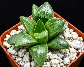 Haworthia retusa Succulent Plant – Compact Rosette, Windowed Tips, Indoor Garden, Terrarium Plant