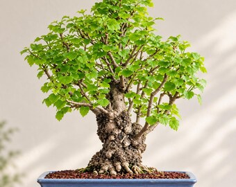 12 Ginkgo biloba Seeds – Maidenhair Tree Seeds for Bonsai, Landscapes & Ornamental Gardens