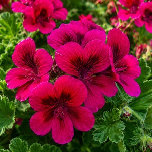 May include: A cluster of vibrant magenta geranium flowers with dark purple centers and five rounded petals each. The blossoms are surrounded by textured, scalloped green leaves with a fuzzy appearance, creating a dense floral display.