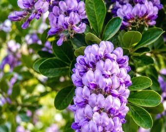 15 Sophora secundiflora Seeds – Texas Mountain Laurel Seeds for Ornamental Gardens & Landscape Planting