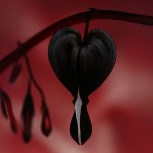Pode incluir: Um close-up de uma flor de coração sangrento preta com uma faixa branca, contra um fundo vermelho desfocado. A flor em forma de coração pende de um caule escuro. A imagem destaca a forma e a cor únicas da flor.