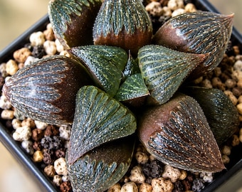 20 Haworthia fusca Seeds – Miniature Succulent for Indoor Pots, Terrariums & Exotic Plant Collections