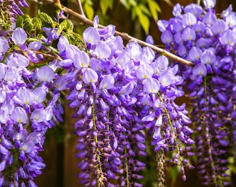 10 Chinese Wisteria Seeds – Flowering Vine for Trellises, Arbors, Landscapes